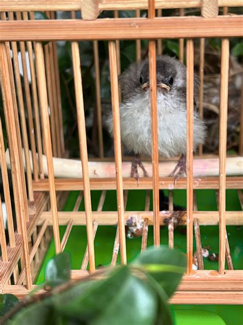 陽台 鳥巢|鳥巢看鳥的個性…. 自從去年有白頭翁來我陽台樹上築。